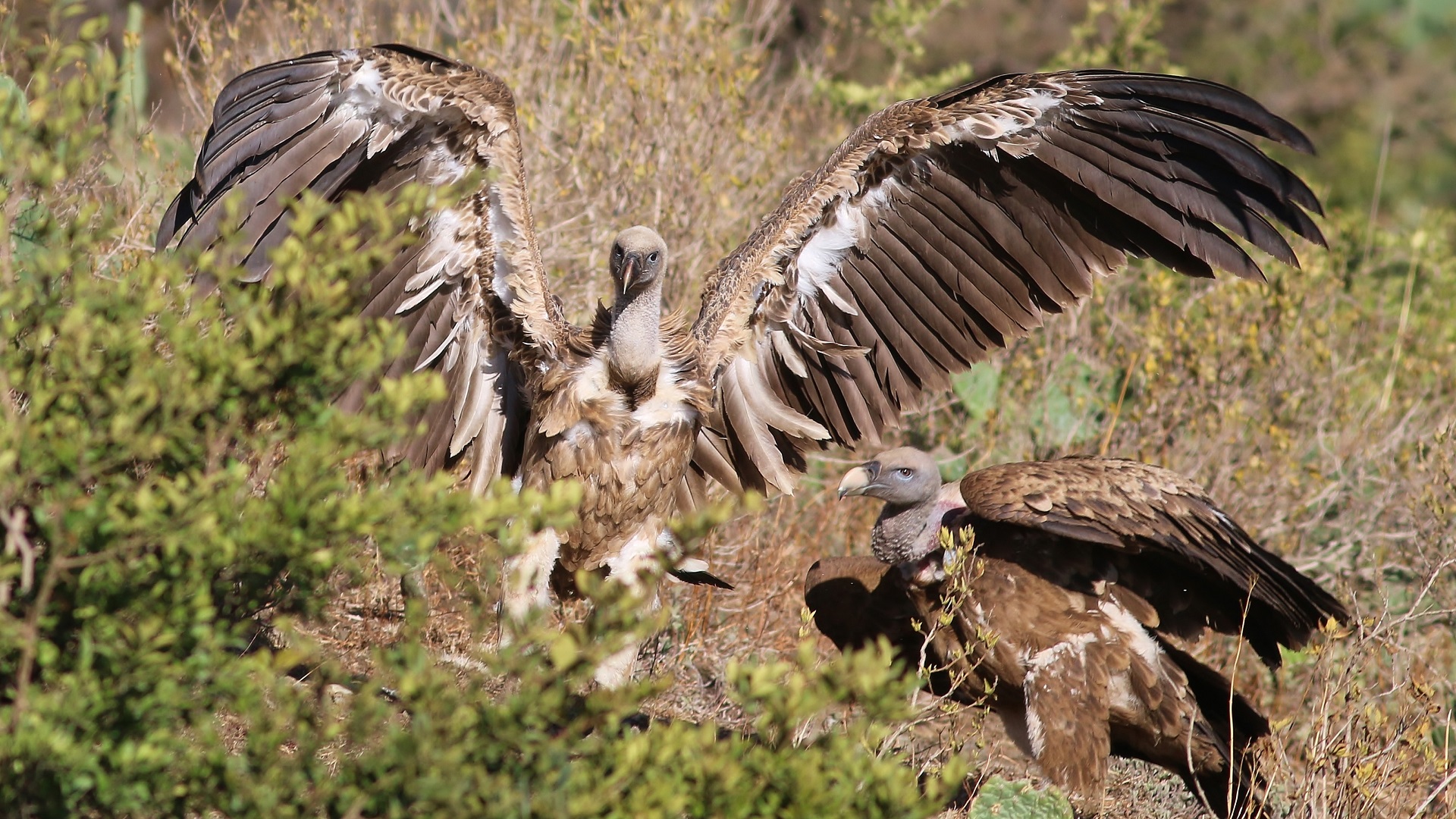 Rüppell's Griffon — Ana fotoğraf